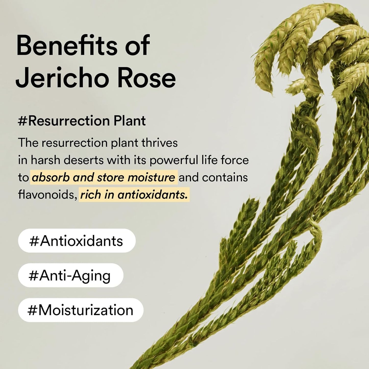 Abib Collagen Peptide Eye Patches від зморшок і дрібних ліній із желе Jericho Rose, 60 штук